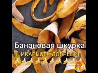 Удобрение из банановой кожуры.