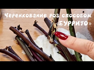 Черенкование роз методом буррито