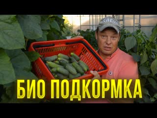 Нет ничего лучше для огурцов - чем подкормка органикой. Дешево и сердито