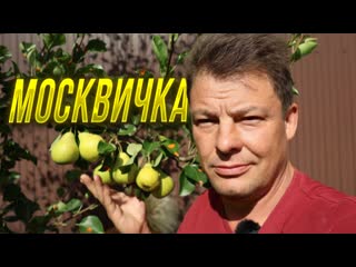 Груша Москвичка - оправдывает свое название в моем саду но конечно не обошлось без трудностей