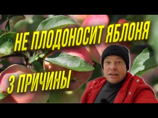 Три причины почему яблоня не плодоносит