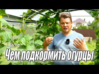 Две основные подкормки моих ЭКО БИО огурцов
