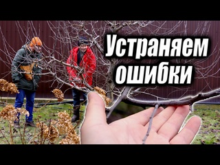 Как заставить яблоню плодоносить? РАБОТА НАД ОШИБКАМИ