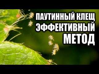 Если у вас появился паутинный клещ на растениях дома победить его можно только таким способом
