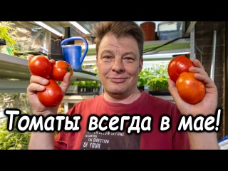 Самый ранний самый урожайный сорт томата - сбор плодов в начале мая