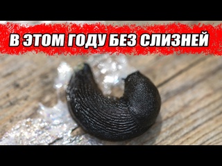 Слизни на участке? Это средство уничтожит их за 24 часа!