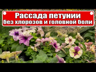 Рассада петунии без хлорозов и головной боли