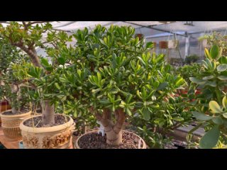 КАК БЫСТРО ВЫРАСТИТЬ БОЛЬШОЕ ДЕНЕЖНОЕ ДЕРЕВО КРАССУЛА ИЗ ЧЕРЕНКА