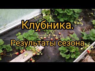 Клубника. Результаты сезона.