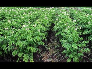 Картофель выращивание. 10 секретов повышения урожайности картофеля.