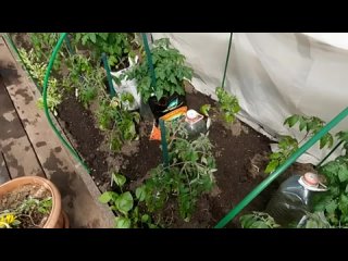 Первая подкормка для томатов в теплице