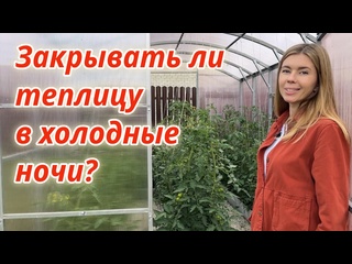 Томаты в теплице без болезней и вредителей. Правила ухода за растениями в теплице