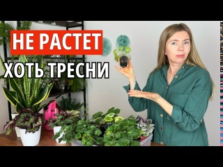 Рассада плохо растет и не почти развивается. Причины и как это исправить