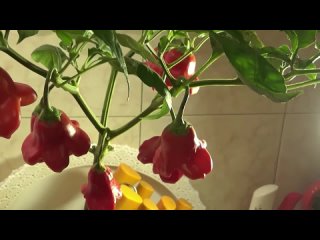 Острый и пикантный перец В чем разница Пикантный колокольчик Обзор