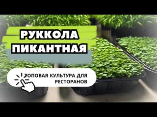 Микрозелень рукколы с нами вырастить просто | Технология выращивания | Народные Семена