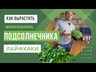 Технология выращивания микрозелени Подсолнечника | Особенности и лайфхаки | Народные Семена