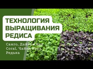 Технология выращивания всех разновидностей Редиса на Микрозелень | Народные Семена