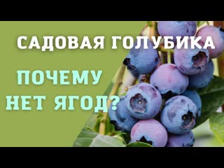 Посадка голубики | Почему нет ягод? | Какой нужен грунт?