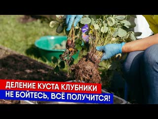 Деление куста клубники - не бойтесь, всё получится