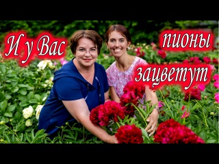 ЧТОБЫ ВЫРАСТИТЬ ПИОНЫ НУЖНА ЛЮБОВЬ в гостях у Любови Аристарховой в Пионовом Раю