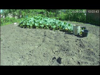 Ускоренный рост тыквы 317 кг