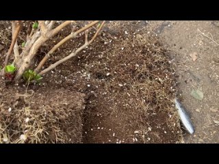 ЧТО ДЕЛАТЬ, ЕСЛИ ГОРТЕНЗИЯ ПЕРЕРОСЛА КАШПО.