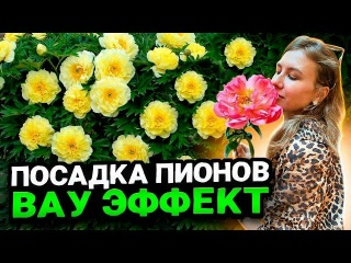 КАК ПРАВИЛЬНО САЖАТЬ ПИОНЫ - СОВЕТЫ ЛАНДШАФТНОГО ДИЗАЙНЕРА