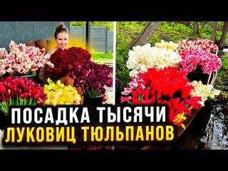 ПОСАДКА ТЫСЯЧИ ЛУКОВИЦ ТЮЛЬПАНОВ НА МОЁМ УЧАСТКЕ ОСЕНЬЮ _ Составление цветочных композиций