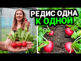 ПРОСТОЙ СПОСОБ ПОСЕВА И ВЫРАЩИВАНИЯ ИДЕАЛЬНОГО РЕДИСА