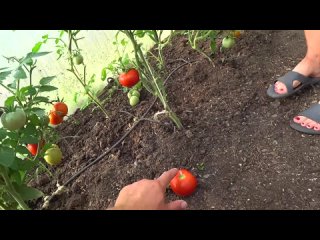КАК ВЫРАЩИВАТЬ ПОМИДОРЫ В ТЕПЛИЦЕ