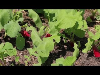 Азотные удобрения прямо под ногами! Натуральный азот в начале сезона