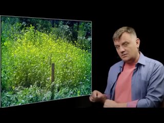 ЛУЧШИЕ УДОБРЕНИЯ для вашего участка СИДЕРАТЫ от А до Я