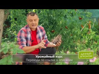 Укрываем помидоры от фитофторы для большого урожая помидор