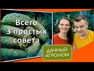 Огурцы ЗАВАЛЯТ урожаем СОВЕТЫ ЭКСПЕРТА