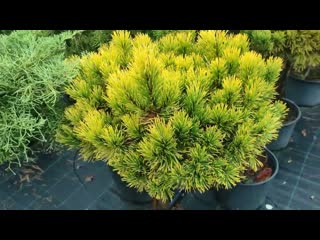 5 эффектных видов сосны для вашего участка