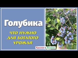Голубика. Что нужно для хорошего урожая