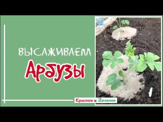 Высаживаем арбузы