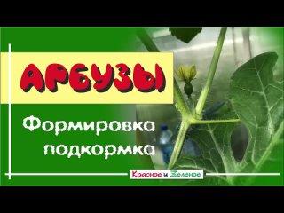 Арбузы в теплице. Формировка и подкормка
