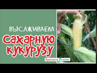 Как высадить рассаду кукурузы на постоянное место