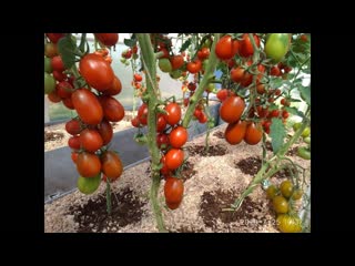 Томат ДЕ БАРАО ЧЕРНЫЙ. Какой он вырастает в моей теплице.