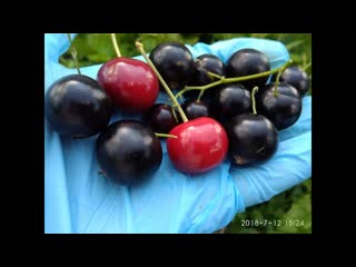 Черная смородина. Ягоды размером с черешню. Отличный урожайный сорт.