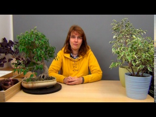 Можно ли обрезать фикусы Бенджамина зимой?