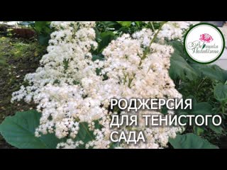Роджерсия