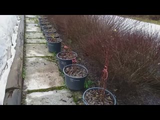 К зиме готовы! РОЗЫ и ГОРТЕНЗИИ