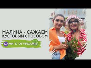 Ускоряем рост малины и лечим её от болезней