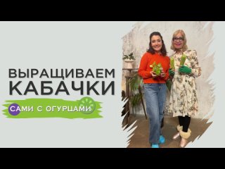 Выращиваем кабачки