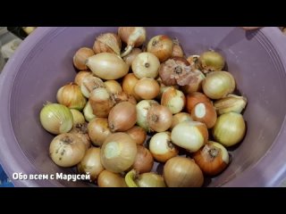 СВОЯ ЗЕЛЕНЬ НА НОВЫЙ ГОД ВЫРАЩЕННАЯ ЗИМОЙ НА ПОДОКОННИКЕ