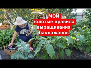 Мои золотые правила выращивания баклажанов
