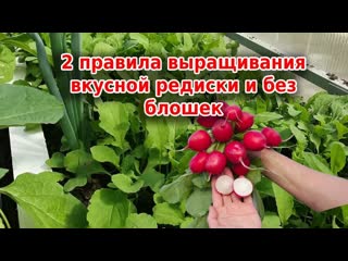 2 правила выращивания вкусной редиски