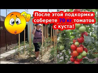 Натуральные подкормки для томатов. Как повысить урожай помидор